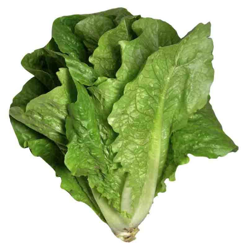 Romaine Lettuce