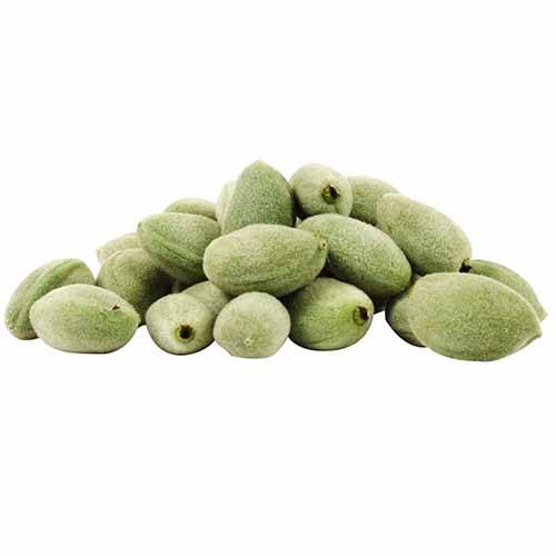 Green Almond.(Seasons)