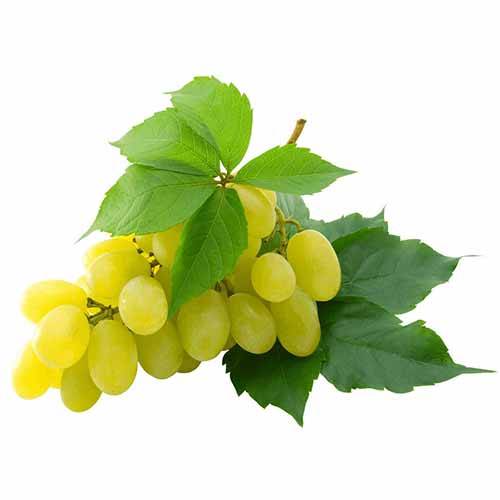 Grape, White Thompson