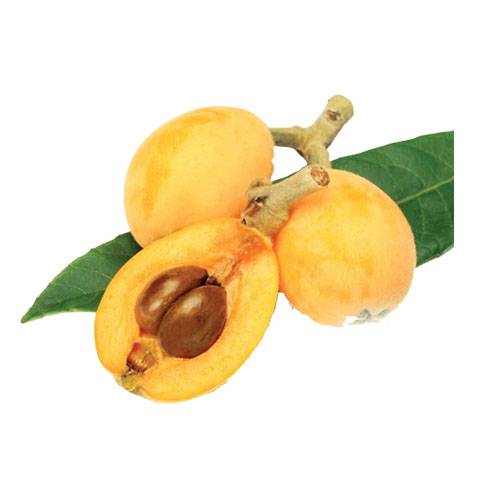 Loquat. (Seasons)