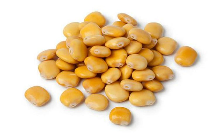 Lupini Beans -Extra Large, 55 lbs.