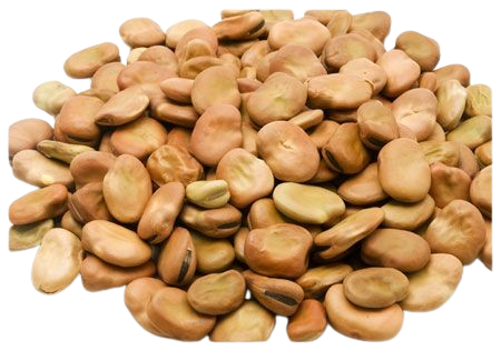 Fava Beans - Large Whole, 55 Lbs.