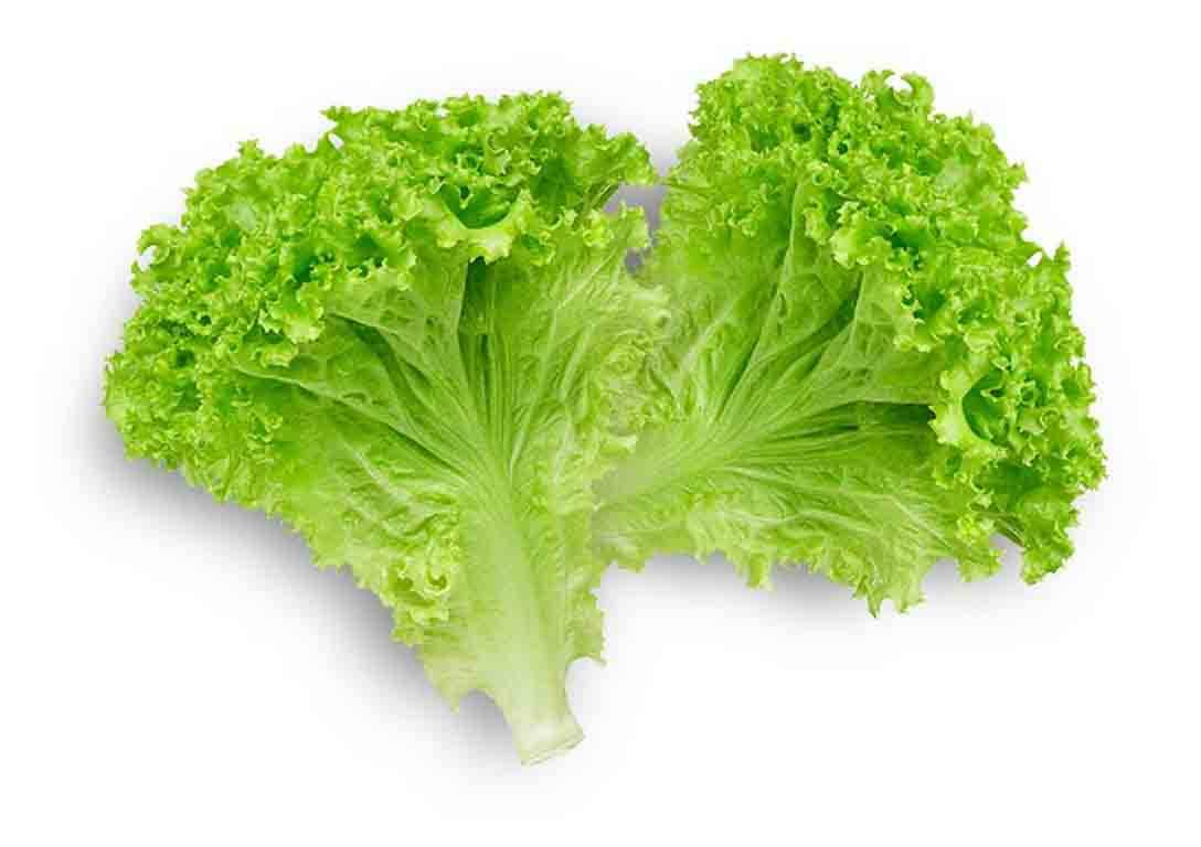 Leaf Lettuce