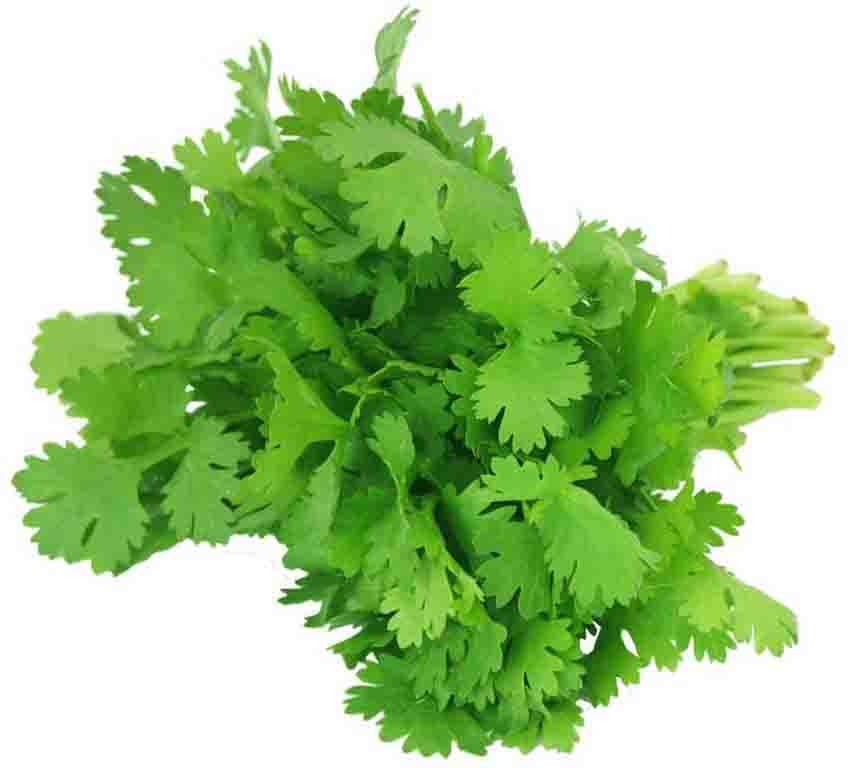Coriander