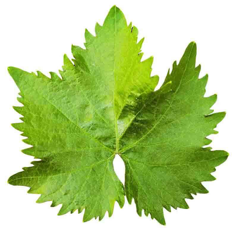 Grape Vine Leaves.(Seasons)