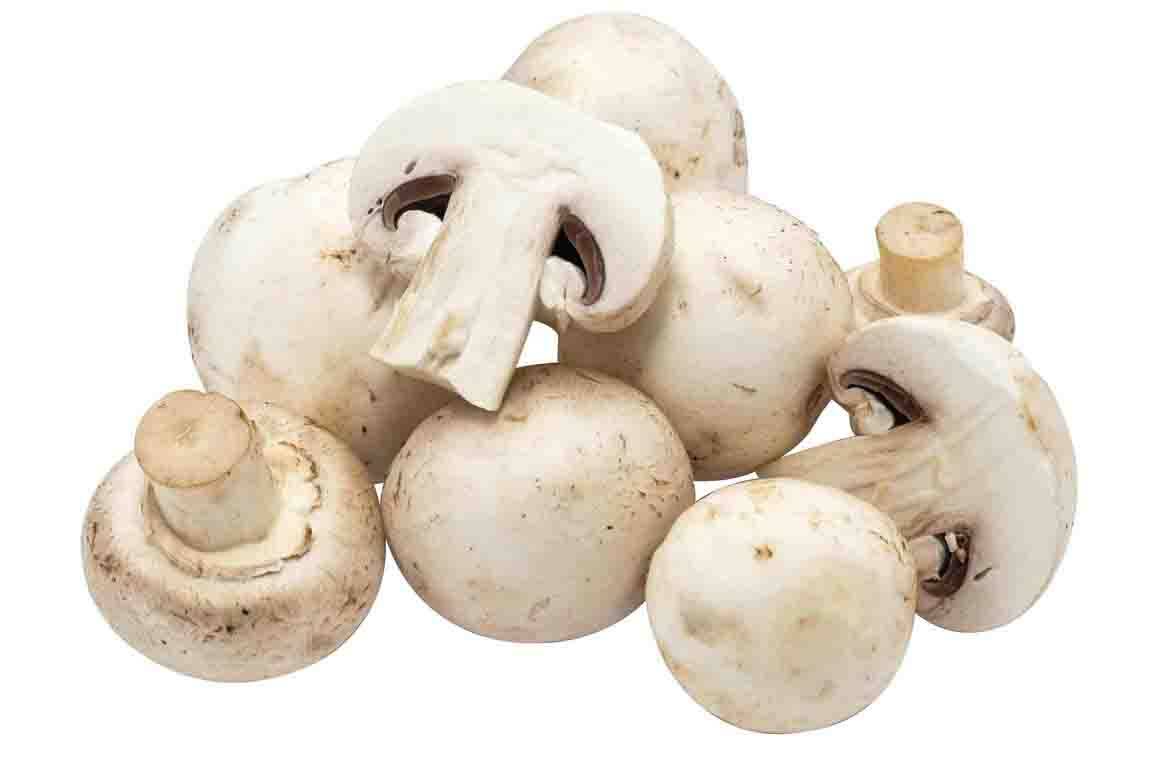 Mushroom